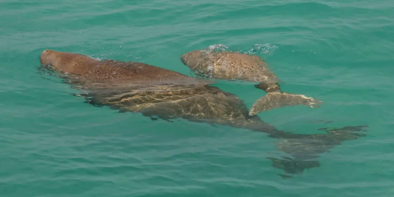 aussiebucketlist.com.au - Monkey Mia Marine Life Cruise - 4