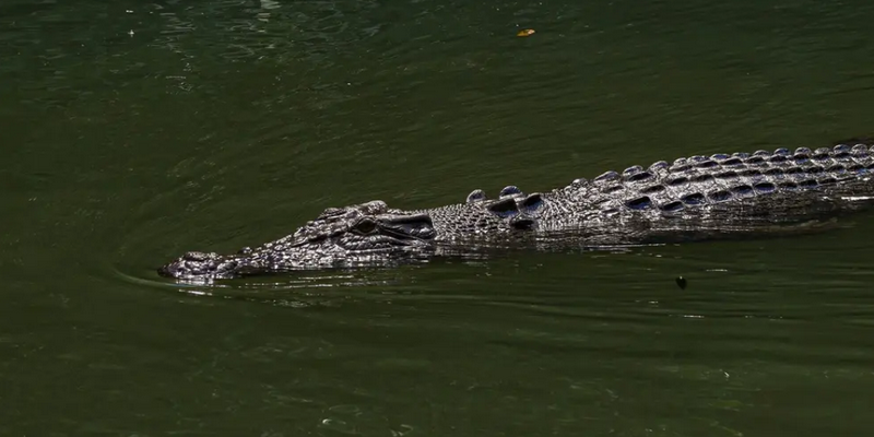 aussiebucketlist.com.au - Daintree Discovery Tour - Afternoon Half Day - 8