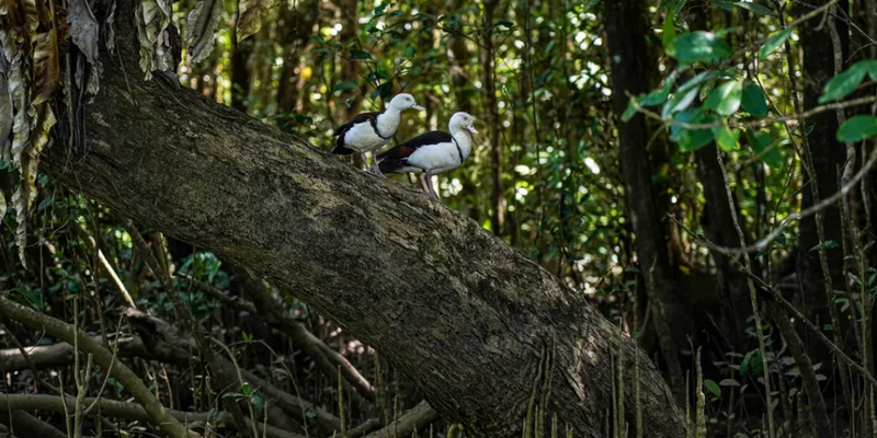 aussiebucketlist.com.au - Daintree Discovery Tour - Afternoon Half Day - 9