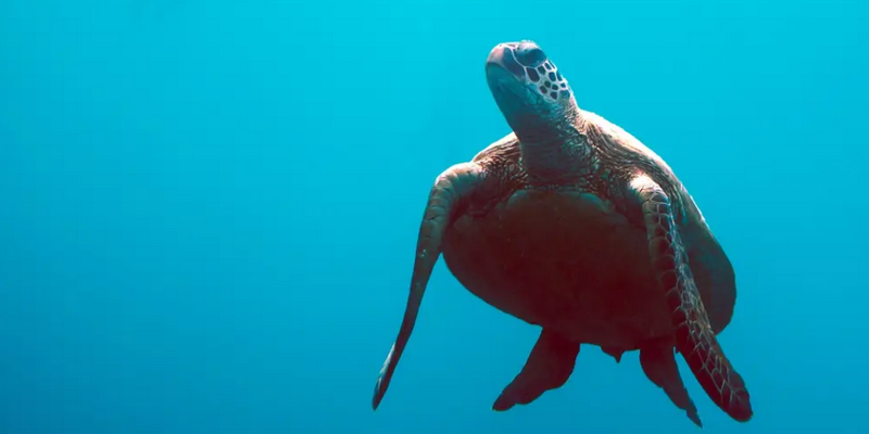 aussiebucketlist.com.au - Condor Whitsundays 2 Day & 2 Night Sailing Adventure - 4