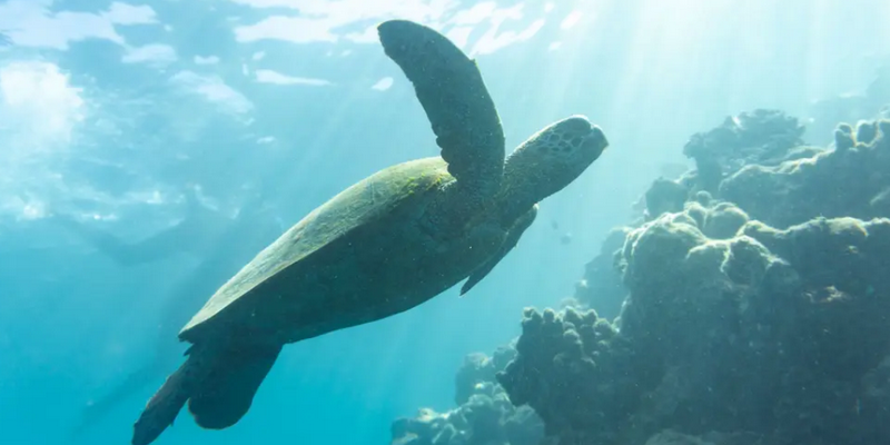 aussiebucketlist.com.au - Hammer Whitsundays 2 Days & 2 Nights Sailing Adventure - 2