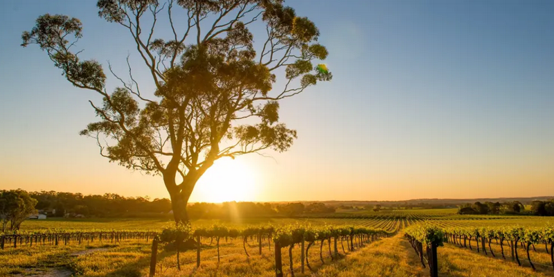 aussiebucketlist.com.au - Hunter Valley Signature Wine Tour From Hunter Valley - 8