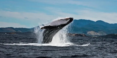 Coffs Harbour Whale Watching Tour