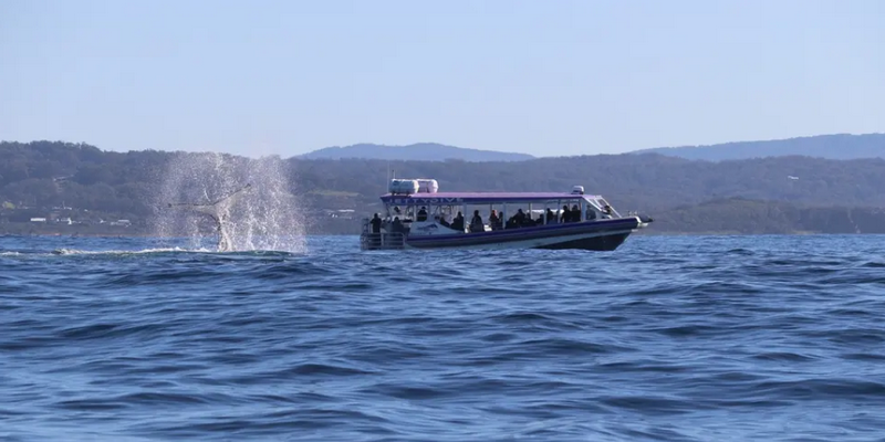aussiebucketlist.com.au - Coffs Harbour Whale Watching Tour - 3