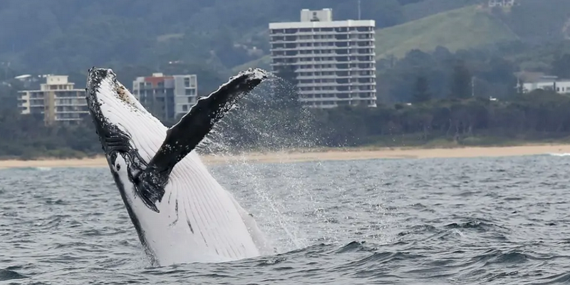 aussiebucketlist.com.au - Coffs Harbour Whale Watching Tour - 4