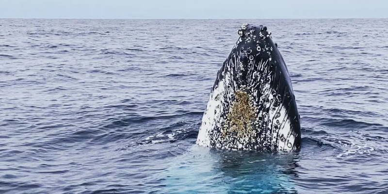 aussiebucketlist.com.au - Coffs Harbour Whale Watching Tour - 5