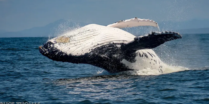 aussiebucketlist.com.au - Coffs Harbour Whale Watching Tour - 7