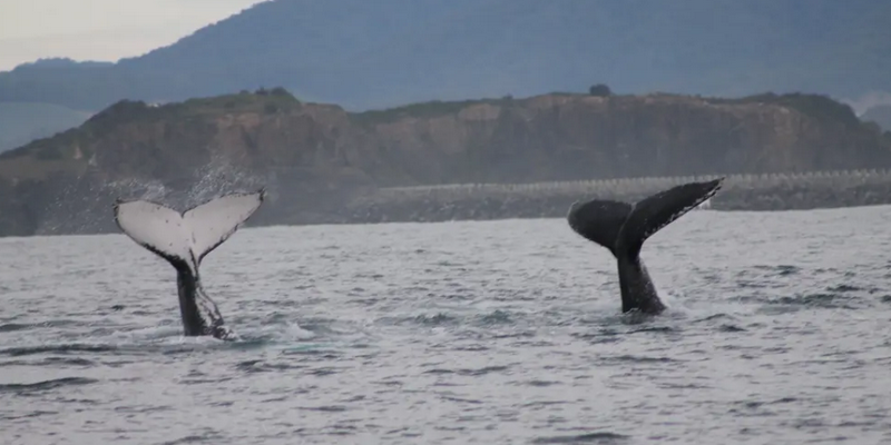 aussiebucketlist.com.au - Coffs Harbour Whale Watching Tour - 8