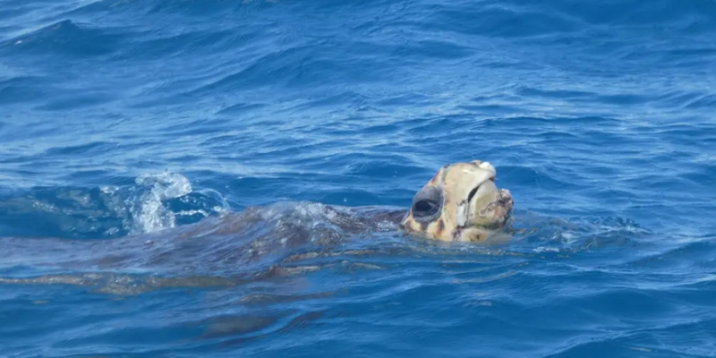 aussiebucketlist.com.au - Great Sandy Straits: Seven Island Ultimate Wildlife Cruise - 1