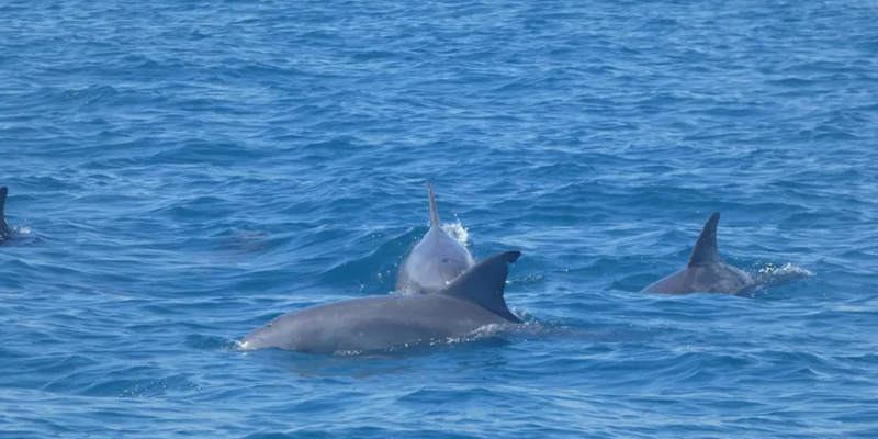 aussiebucketlist.com.au - Great Sandy Straits: Seven Island Ultimate Wildlife Cruise - 4