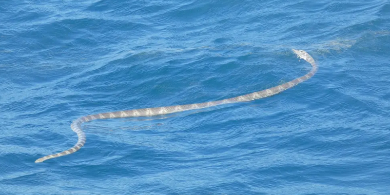 aussiebucketlist.com.au - Great Sandy Straits: Seven Island Ultimate Wildlife Cruise - 7