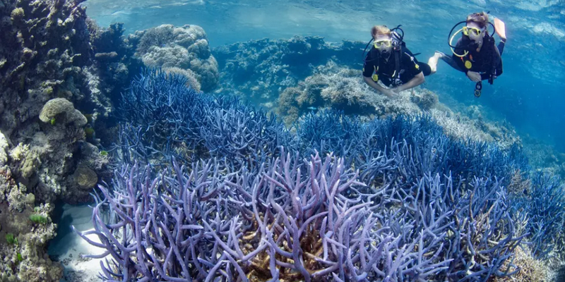 aussiebucketlist.com.au - SilverSonic Dive and Snorkel Day Trip from Port Douglas - 3