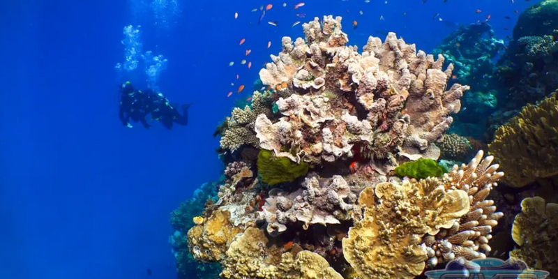 aussiebucketlist.com.au - SilverSonic Dive and Snorkel Day Trip from Port Douglas - 5