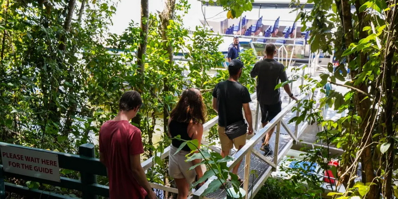 aussiebucketlist.com.au - Daintree Discovery Tour - Morning Half Day - 2