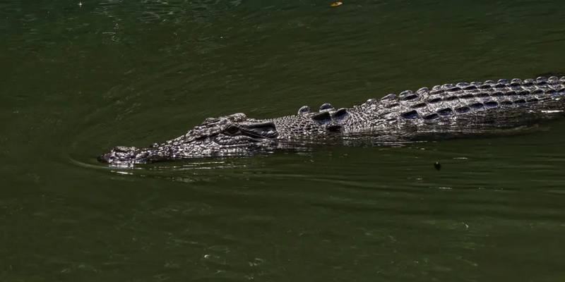 aussiebucketlist.com.au - Daintree Discovery Tour - Morning Half Day - 6