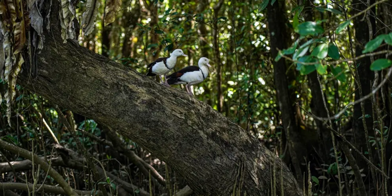 aussiebucketlist.com.au - Daintree Discovery Tour - Morning Half Day - 7