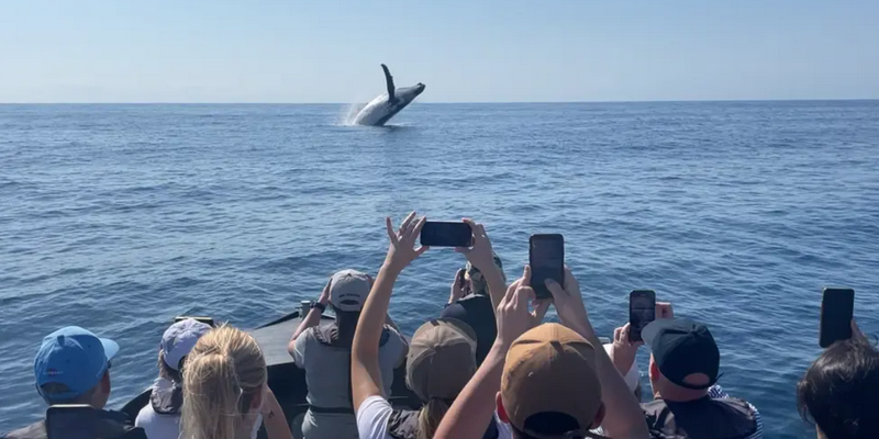 aussiebucketlist.com.au - Noosa Ocean Adventures Whale Watch - 1