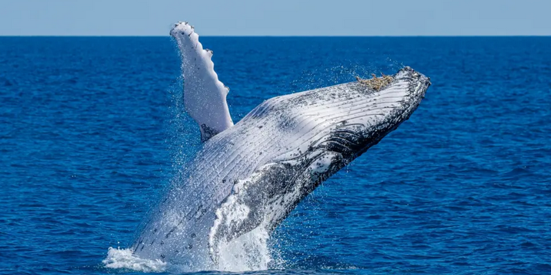 aussiebucketlist.com.au - Noosa Ocean Adventures Whale Watch - 3