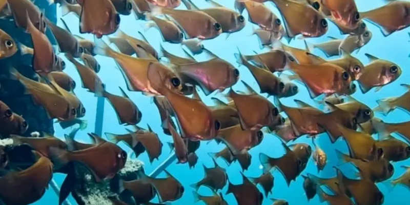 aussiebucketlist.com.au - Busselton Jetty and Underwater Sculptures Snorkelling - 3