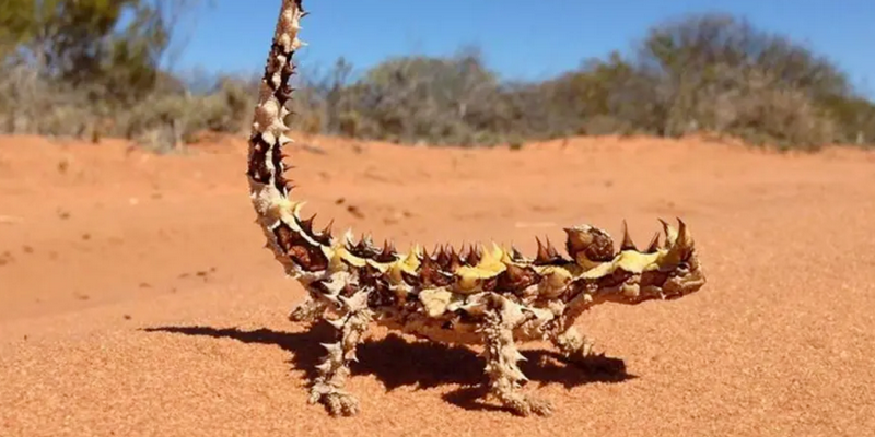 aussiebucketlist.com.au - Francois Peron 4WD Tour - 6