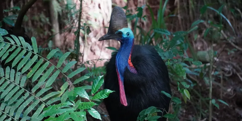 aussiebucketlist.com.au - Cape Tribulation Full Day Tour - 2