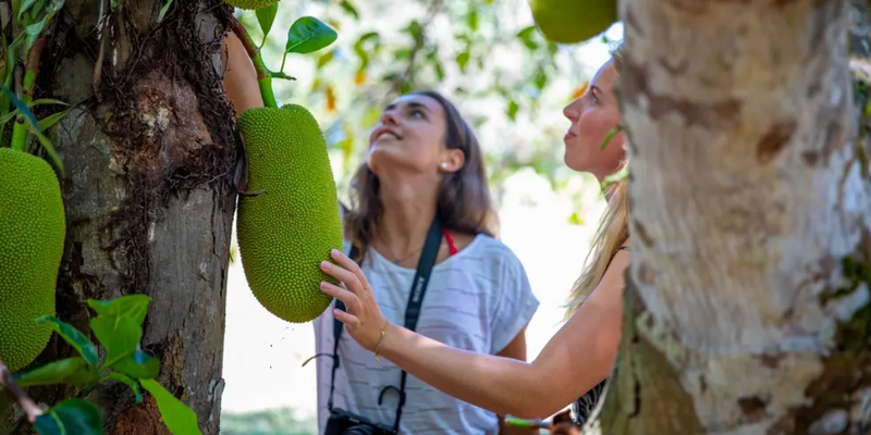aussiebucketlist.com.au - Cape Tribulation Full Day Tour - 5