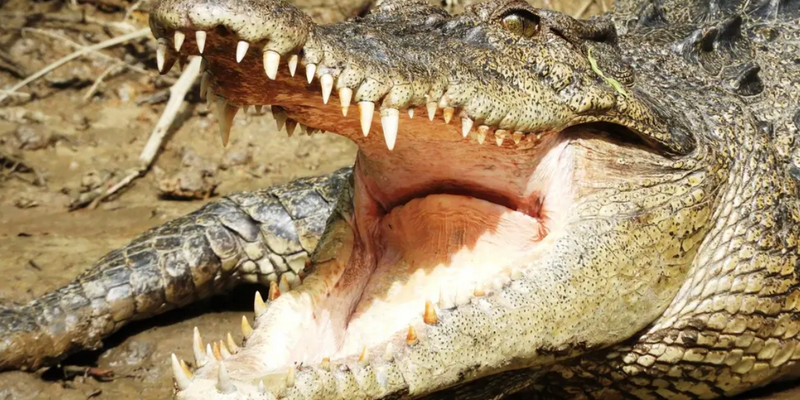 aussiebucketlist.com.au - Cape Tribulation Full Day Tour - 10