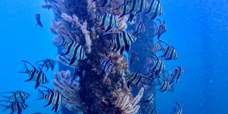 aussiebucketlist.com.au - Busselton Jetty and Underwater Sculptures Scuba Dive - 5