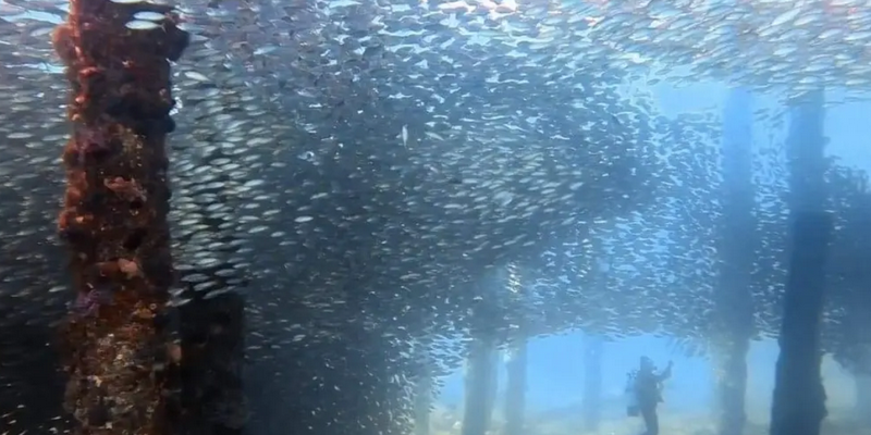 aussiebucketlist.com.au - Busselton Jetty and Underwater Sculptures Scuba Dive - 7