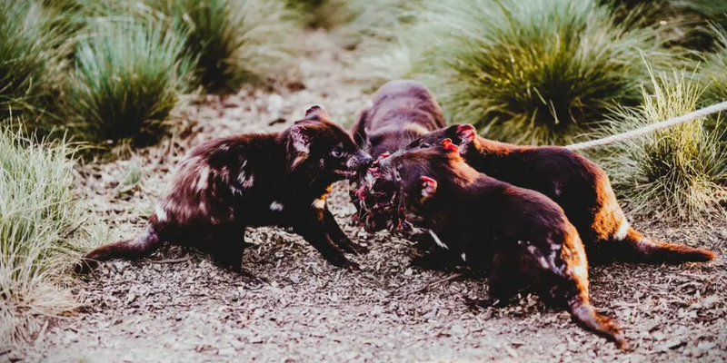 aussiebucketlist.com.au - Devils @ Cradle Sunset Experience - 9