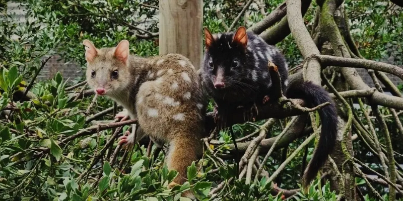 aussiebucketlist.com.au - Devils @ Cradle Sunset Experience - 11