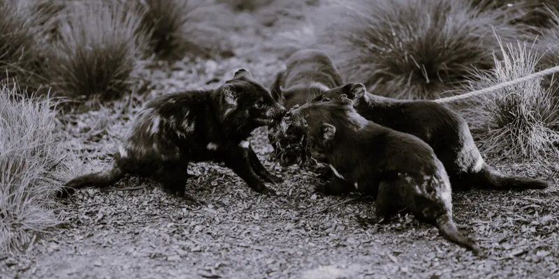 aussiebucketlist.com.au - Dessert With The Cradle Mountain Devils - 5
