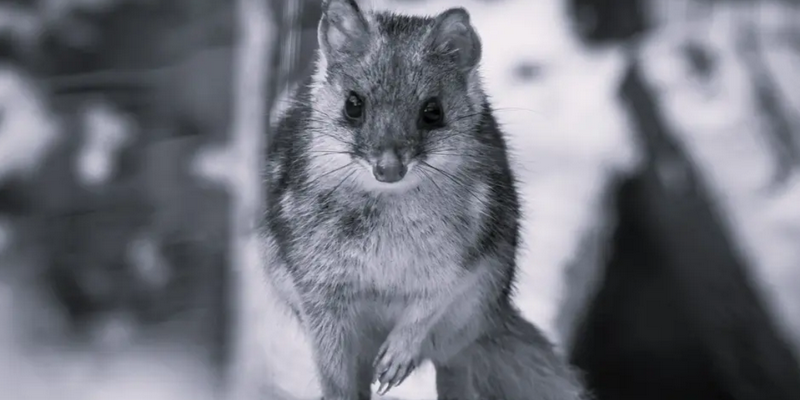 aussiebucketlist.com.au - Dessert With The Cradle Mountain Devils - 7