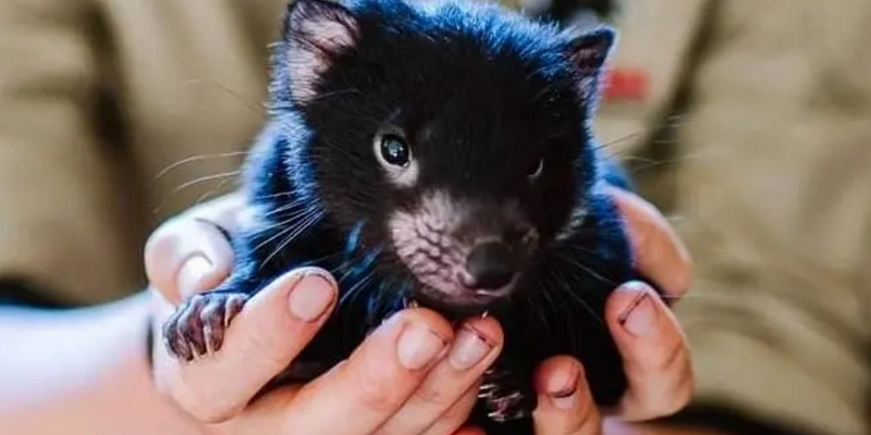aussiebucketlist.com.au - Tasmanian Devil Joey Encounters - 4