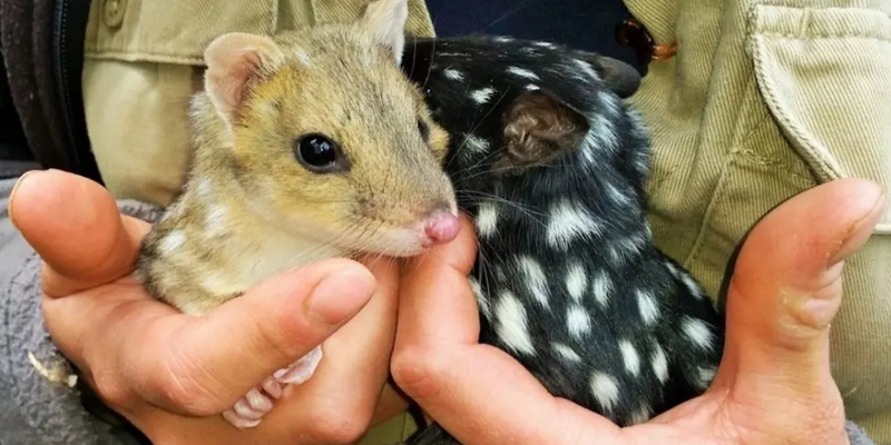 aussiebucketlist.com.au - Tasmanian Devil Joey Encounters - 5