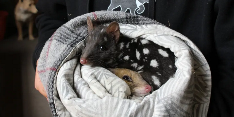 aussiebucketlist.com.au - Tasmanian Devil Joey Encounters - 6