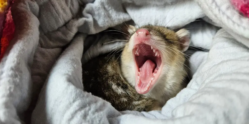 aussiebucketlist.com.au - Tasmanian Devil Joey Encounters - 7