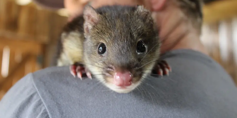 aussiebucketlist.com.au - Tasmanian Devil Joey Encounters - 8