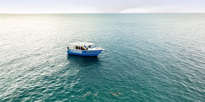 Kangaroo Island Ocean Safari Adventure Tour from Penneshaw