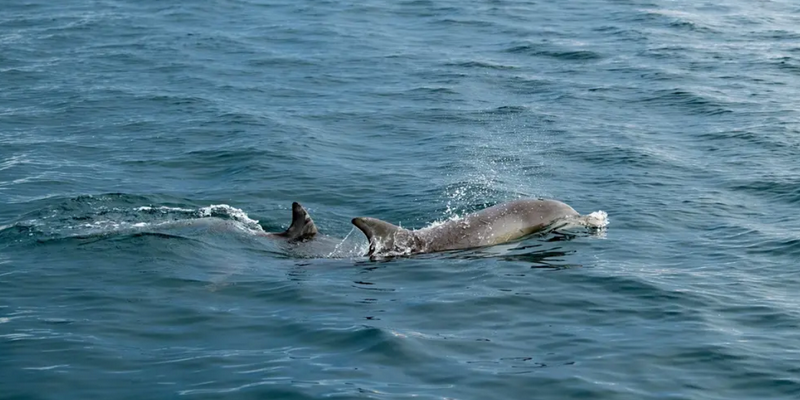 aussiebucketlist.com.au - Kangaroo Island Ocean Safari Adventure Tour from Penneshaw - 2