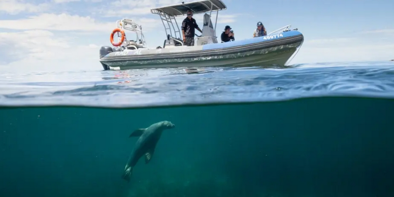 aussiebucketlist.com.au - Kangaroo Island Ocean Safari Adventure Tour from Kingscote - 4