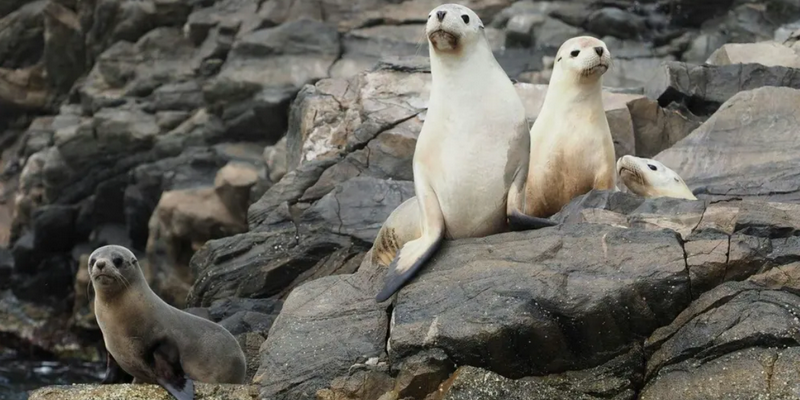 aussiebucketlist.com.au - Kangaroo Island Ocean Safari Adventure Tour from Kingscote - 5