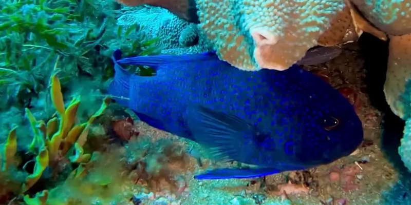 aussiebucketlist.com.au - Scuba Dive 4 Mile Reef - 1