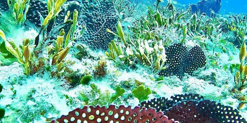 aussiebucketlist.com.au - Scuba Dive 4 Mile Reef - 2