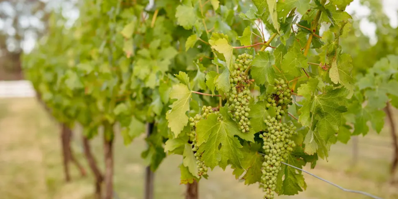 aussiebucketlist.com.au - McCaffrey’s Estate Wine Tasting Experience - 6