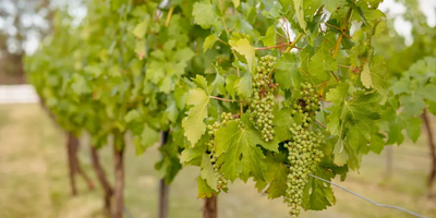 McCaffrey’s Estate Wine & Cheese Tasting Experience