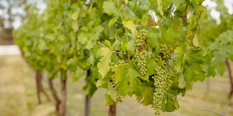 aussiebucketlist.com.au - McCaffrey’s Estate Wine & Cheese Tasting Experience - 1