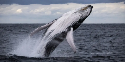 Eden Whale Watching Cruise