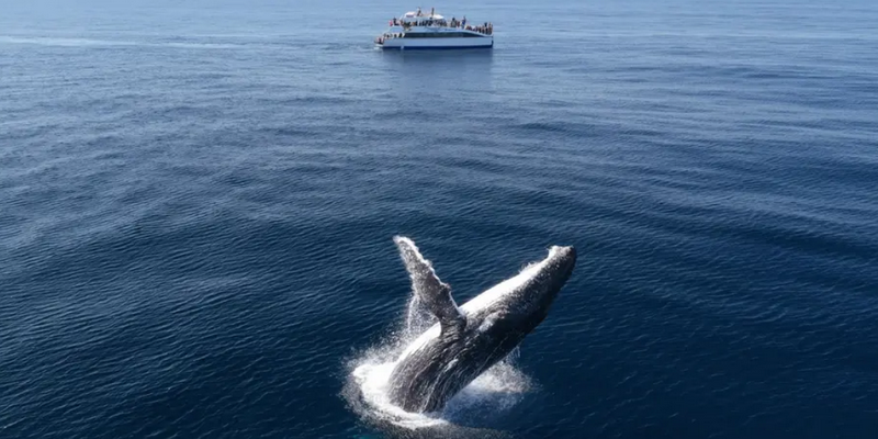 aussiebucketlist.com.au - Eden Whale Watching Cruise - 2