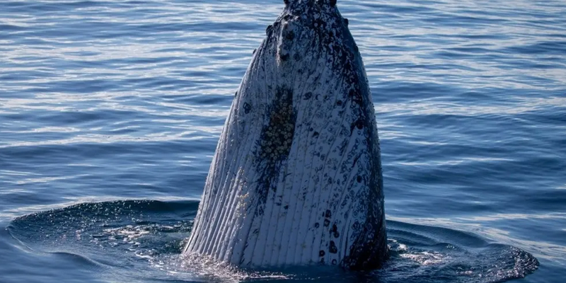 aussiebucketlist.com.au - Eden Whale Watching Cruise - 3